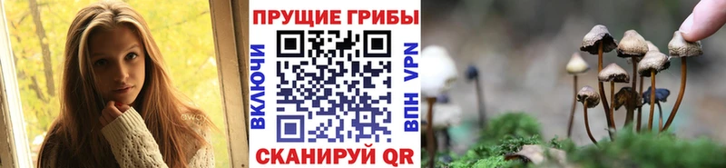 Псилоцибиновые грибы Psilocybine cubensis  Багратионовск 